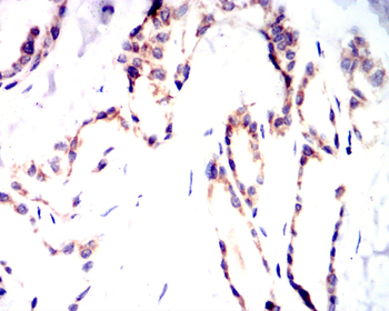 SRC Antibody