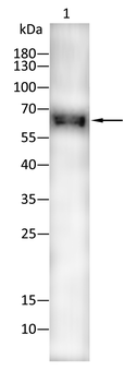 SRC Antibody