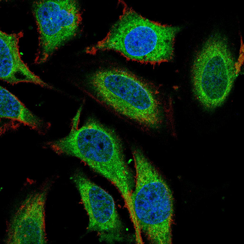 RELA Antibody