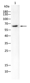 RELA Antibody