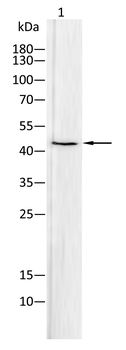 KRT19 Antibody