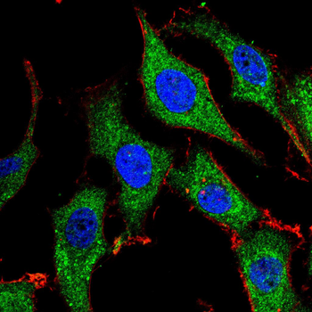 CLDN2 Antibody