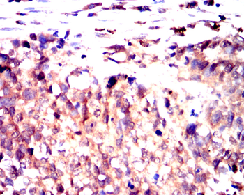 CLDN2 Antibody
