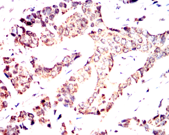 PROM1 Antibody