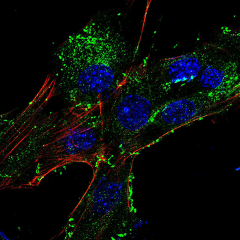 GPX4 Antibody