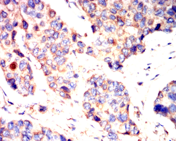 GPX4 Antibody
