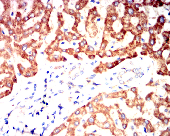 GPX4 Antibody