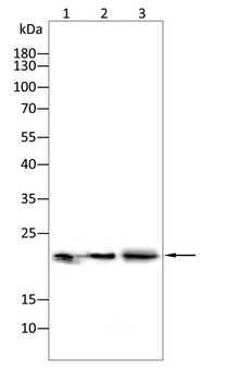 GPX4 Antibody