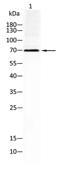 FOXO1 Antibody