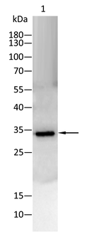 FAS Antibody