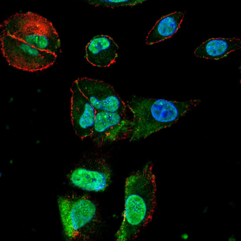 CCNB1 Antibody