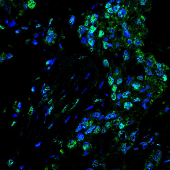 CCNB1 Antibody