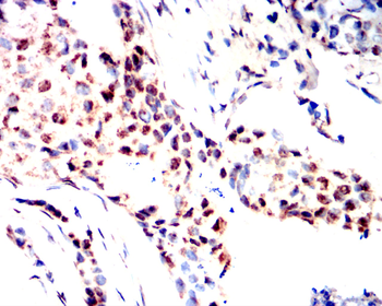 CCNB1 Antibody