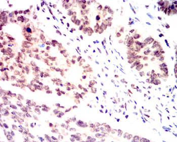 CCNB1 Antibody