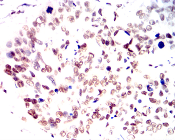 CCNB1 Antibody