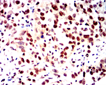 CCNB1 Antibody