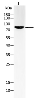 FGFR3 Antibody