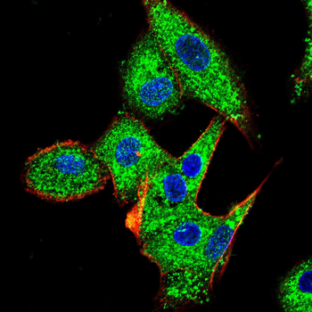TGFA Antibody