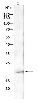 TGFA Antibody
