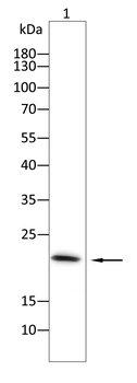 TGFA Antibody