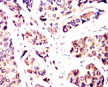 SENP1 Antibody