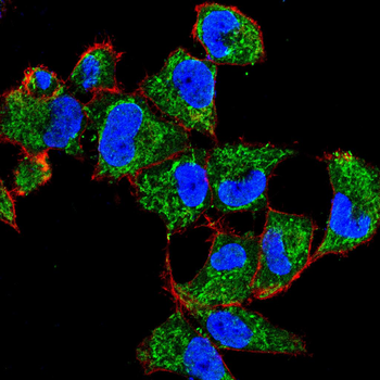 FAP Antibody