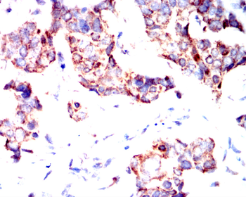 FAP Antibody