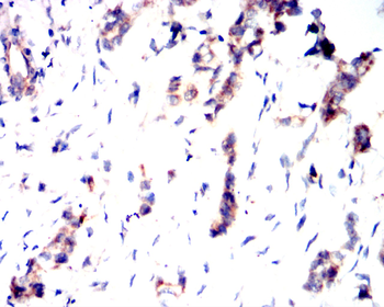 FAP Antibody