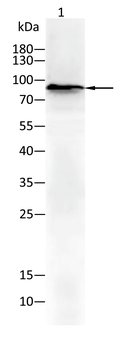 FAP Antibody
