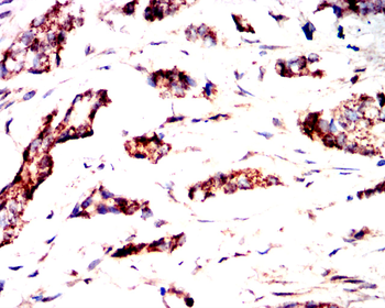 IL5 Antibody