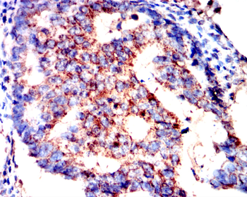 IL5 Antibody