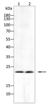 IL5 Antibody