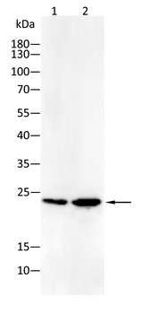 HSPB1 Antibody