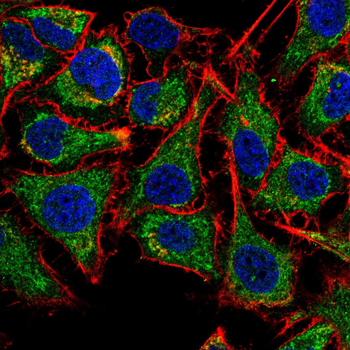 FGFR1 Antibody