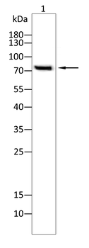 PRKCA Antibody