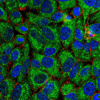 PRKCD Antibody