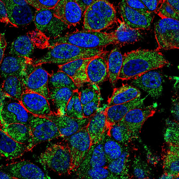 PTPN6 Antibody