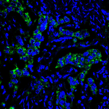 PTPN6 Antibody