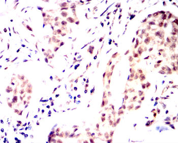 PTPN6 Antibody