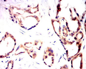 PTPN6 Antibody