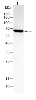 PTPN6 Antibody