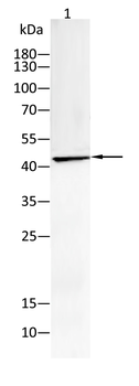 HLA-A Antibody