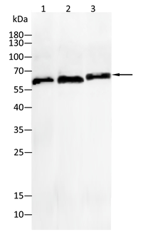 HEXB Antibody