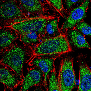 CDK1 Antibody