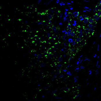 CDK1 Antibody