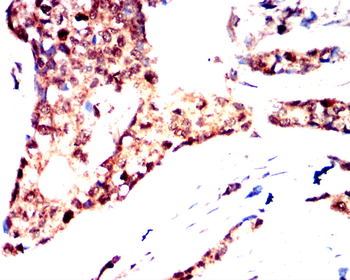 CDK1 Antibody
