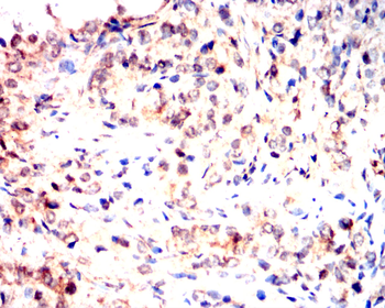 CDK1 Antibody