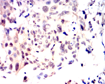 CDK1 Antibody