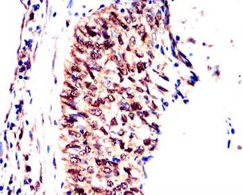CDK1 Antibody