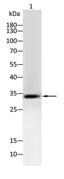 CDK1 Antibody